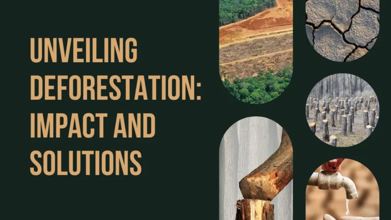 Unveiling Deforestation Impact and Solutions